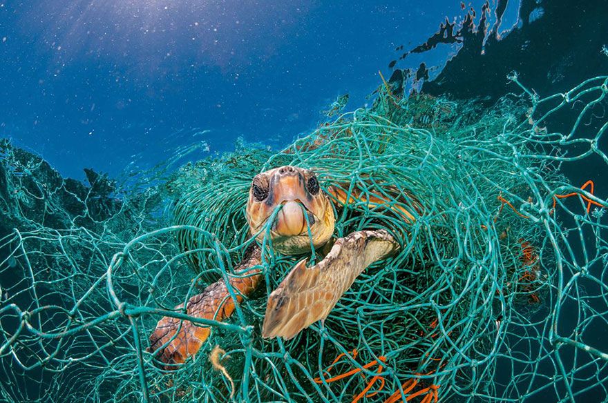 Tortue prise dans un filet