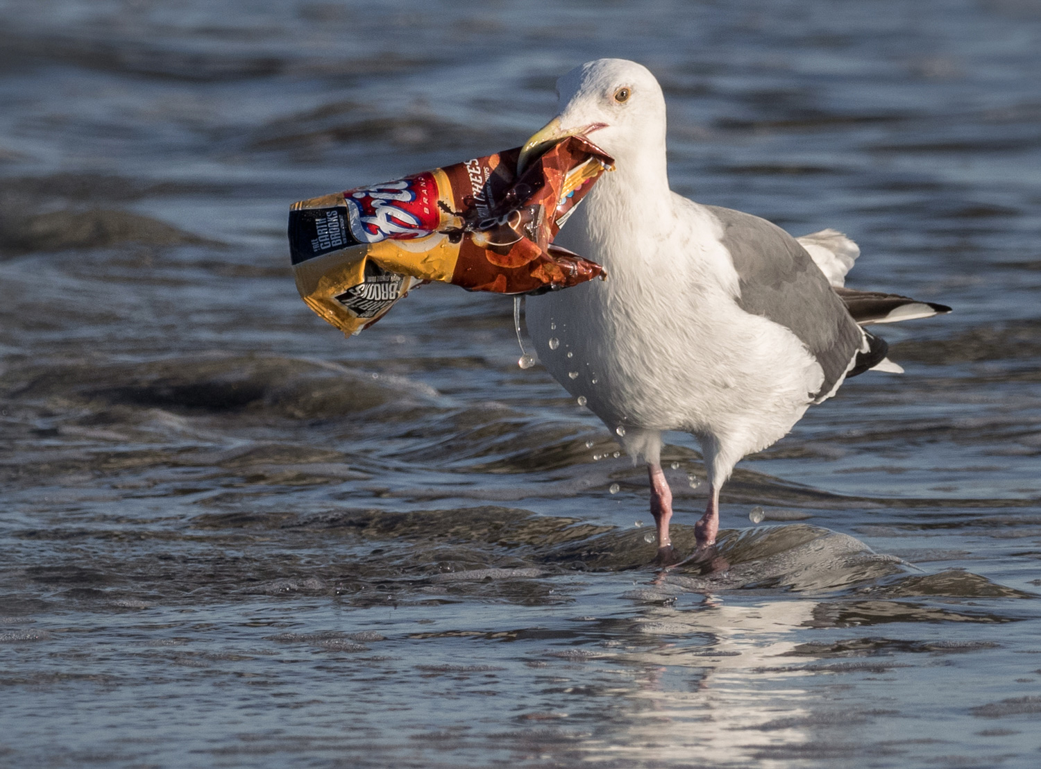 Goéland ayant un paquet en plastique dans le bec